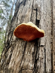 Piptoporus australiensis