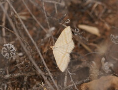 Scopula lydia