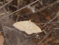 Scopula lydia
