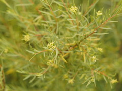 Pimelea microcephala microcephala