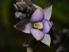 Thelymitra hatchii