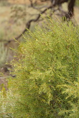 Pimelea microcephala microcephala