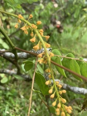 Adenanthera pavonina