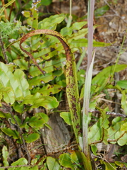 Thelymitra hatchii