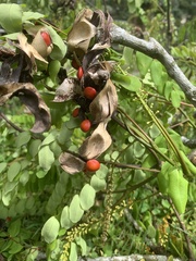 Adenanthera pavonina