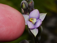 Thelymitra hatchii