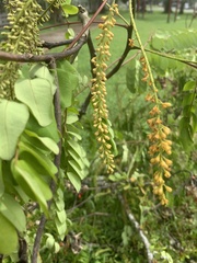 Adenanthera pavonina