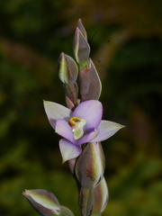 Thelymitra hatchii
