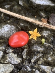 Adenanthera pavonina