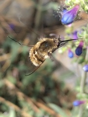 Bombylius major