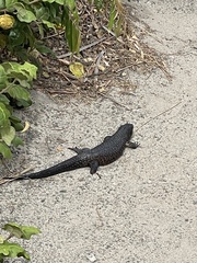Egernia kingii
