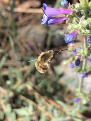 Bombylius major