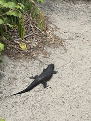 Egernia kingii