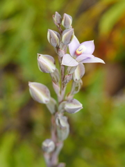 Thelymitra hatchii