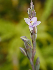 Thelymitra hatchii