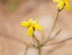Goodenia fascicularis