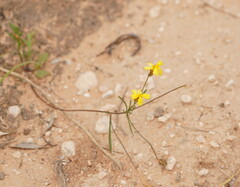 Goodenia fascicularis