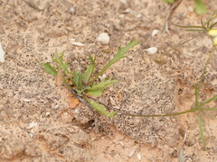 Goodenia fascicularis
