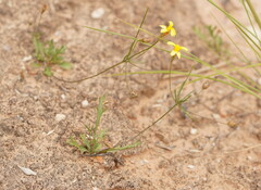 Goodenia fascicularis
