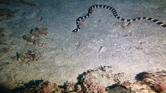 Myrichthys colubrinus