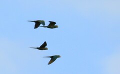 Orthopsittaca manilatus