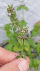 Stachys arvensis