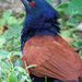 Greater Coucal (Indochinese) - Photo (c) Sam Hambly, some rights reserved (CC BY-NC), uploaded by Sam Hambly