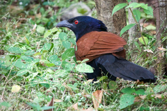 Centropus sinensis intermedius
