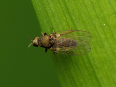 Austrosimulium