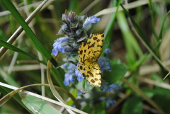 Pseudopanthera macularia