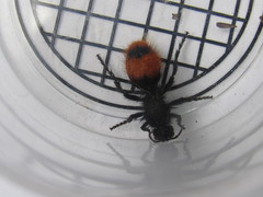 Dasymutilla clotho