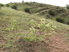 Atraphaxis pyrifolia