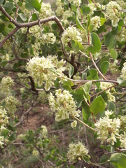 Atraphaxis pyrifolia