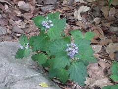 Ajuga ciliata