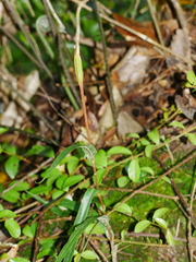 Pterostylis banksii