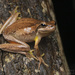 Jervis Bay Tree Frog - Photo (c) brettmezen, some rights reserved (CC BY-NC)