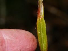Pterostylis banksii