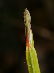 Pterostylis banksii