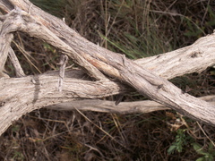 Atraphaxis pyrifolia