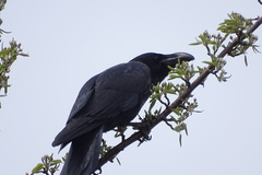 Corvus macrorhynchos