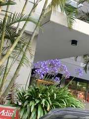 Agapanthus praecox