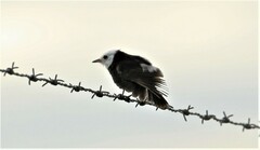 Arundinicola leucocephala