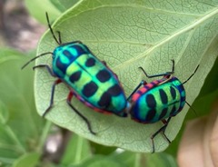 Calidea panaethiopica