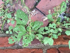 Amaranthus retroflexus