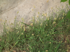 Bouteloua dactyloides