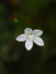 Wahlenbergia rupestris