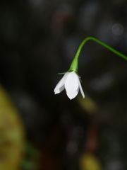 Wahlenbergia rupestris