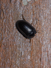 Pterohelaeus striatopunctatus