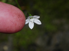 Wahlenbergia rupestris