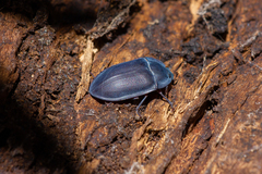 Pterohelaeus planus